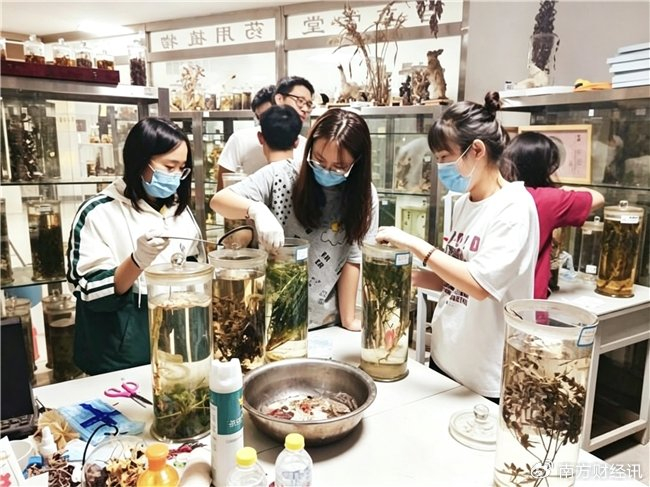 酵母工廠造艾草精華 山東第二醫科大學團隊突破中藥黃酮合成關鍵技術